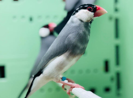 Java finches