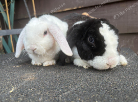 Mini Plush Lops