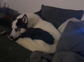 Loki