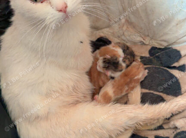 Kitten