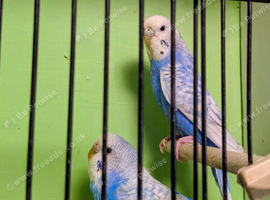 Lrg standard spangle budgies