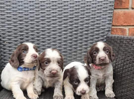 Cocker spaniel pups