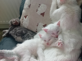 2 beautiful white fluffy kittens and one grey tabby