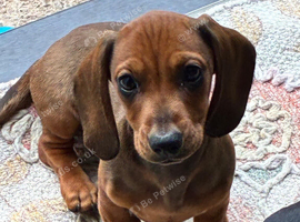 Only 1 Boy pup left