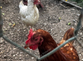 4 laying hens
