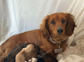 KC REG perfect miniature dachshund