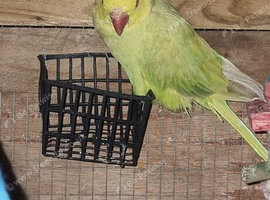 Breeding Pair Ringneck Available