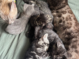 Bengal cross kittens for sale!