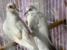 Pied diamond doves