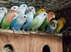 Love birds for sale