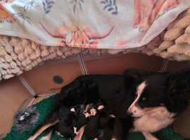 Border collie