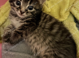 Beautiful grey tabby kitten