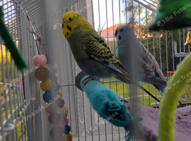3 Budgies and Cage