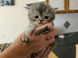Persian!chinchilla