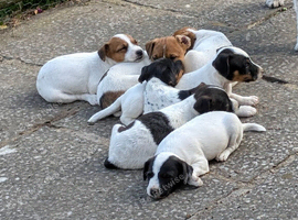 Small strain Jack Russells