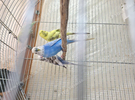 Budgies