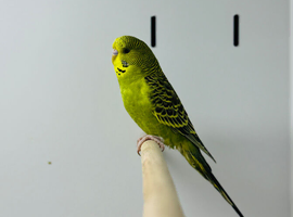 Baby budgies