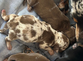 Miniature Dachshund