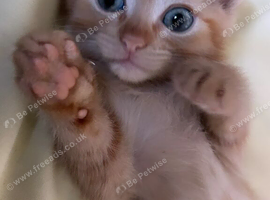 Calico x Scottish straight (URGENT)