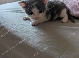 3 beautiful kittens