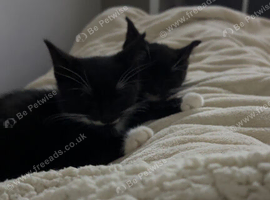 Tuxedo cats