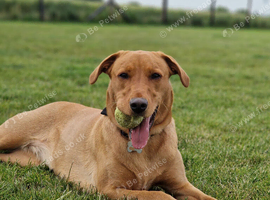 KC registered FOX RED Labrador retrievers