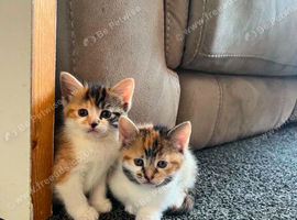 Two tabby sisters
