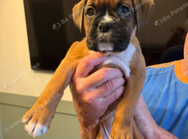 2 Gorgeous Boxer Girls Still Available