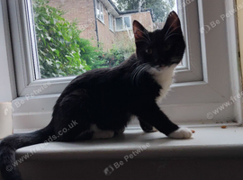 Kitten