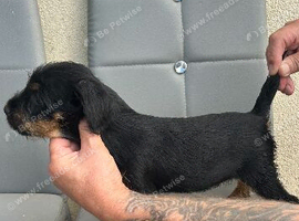 Patterdale dog pup
