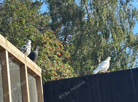 Pigeons for sale