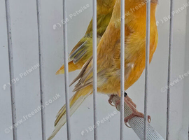 BEAUTIFUL PROVEN PAIR SATINET CANARIES