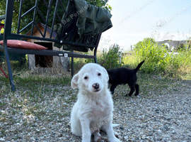 ARNY &ndash; THE SWEETEST LITTLE SNOWBALL LOOKING FOR HIS FOREVER FAMILY