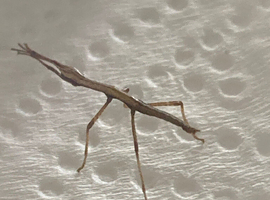 Indian Stick insects