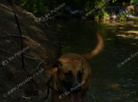 Belgian shepherd for sale