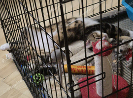 6 months old kitten