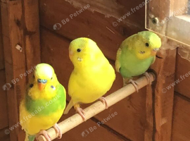 Baby budgies