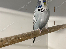 Budgies
