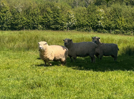3 Sussex Down Sheep for Sale