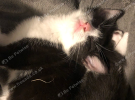 1 male tuxedo kitten (10 weeks)