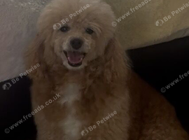 Beautiful Toy poodle &pound;0 for a good home