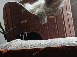 Persian/ bsh