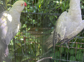Indian ring neck. Gray collar