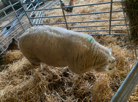 Tup/Ram for sale