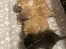 Ragdoll Cross Kittens