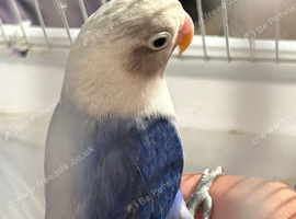 Handreared lovebird