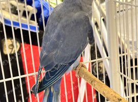 Ringnecks going cheap