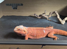 Breeding Pair