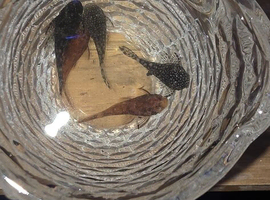 Pleco for sale