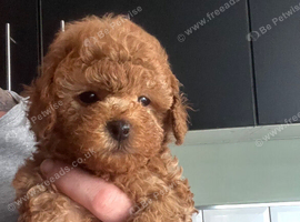 Toy poodle female